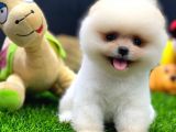 2 Aylık Dişi Teacup Pupyyy  Kart Scrli Pomerania Yavrular