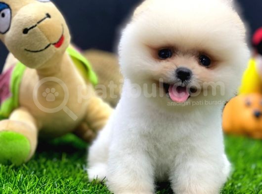 2 Aylık Dişi Teacup Pupyyy  Kart Scrli Pomerania Yavrular görsel