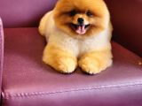 Türkiyenin En Iyisi Pomeranian Boo