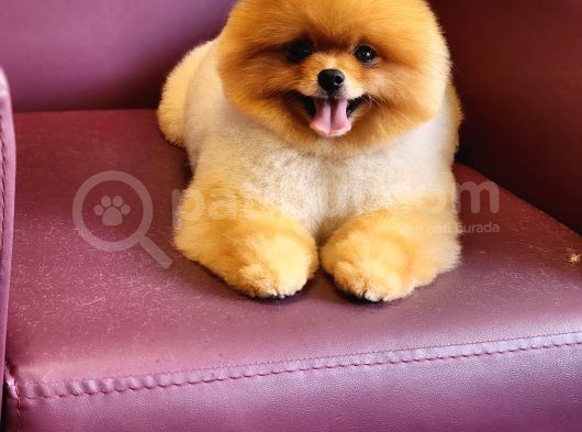 Türkiyenin En Iyisi Pomeranian Boo görsel