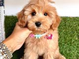 Üst Kalitede   Maltipoo Yavruları 