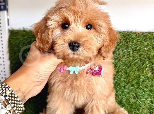 Üst Kalitede   Maltipoo Yavruları  görsel