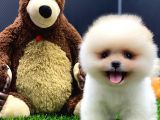 2 aylık dişi teacup pupyyy  kart scrli pomerania yavrular