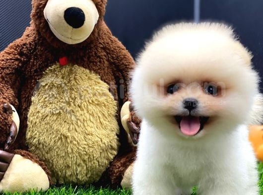 2 Aylık Dişi Teacup Pupyyy  Kart Scrli Pomerania Yavrular
