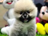 2 Aylık Dişi Teacup Pupyyy  Kart Scrli Pomerania Yavrular