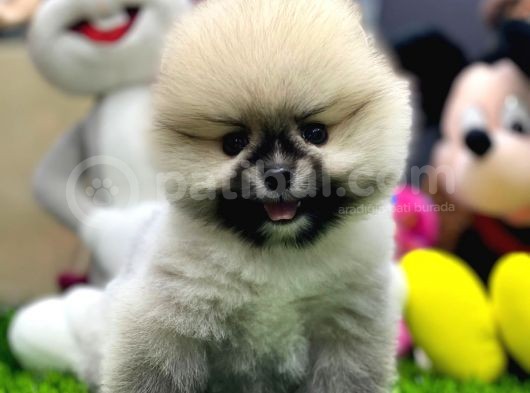 2 Aylık Dişi Teacup Pupyyy  Kart Scrli Pomerania Yavrular görsel