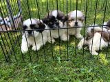 VONALPPET GARANTİSİYLE SAFKAN SHIH TZU YAVRULARIMIZ