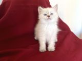 Bluepoi̇nt Bri̇ti̇sh Shorthai̇r Bebekleri̇mi̇z