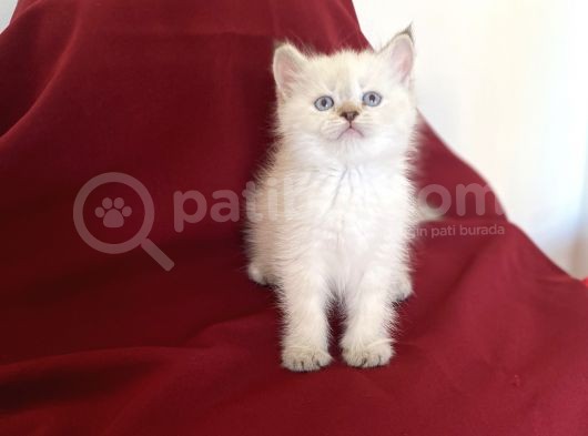 Bluepoi̇nt Bri̇ti̇sh Shorthai̇r Bebekleri̇mi̇z görsel