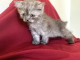 Bri̇ti̇sh Shorthai̇r Bebekleri̇mi̇z Gelmi̇şti̇r