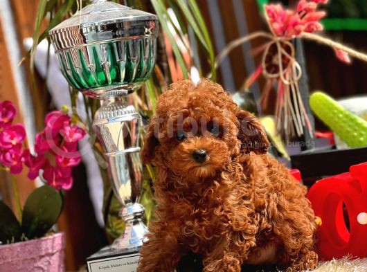 Mi̇ni̇ Toy Poodle Yavrular görsel