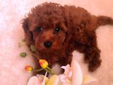 Secereli Red Brown Kore Poodle Yavruları