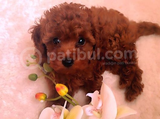 Secereli Red Brown Kore Poodle Yavruları görsel