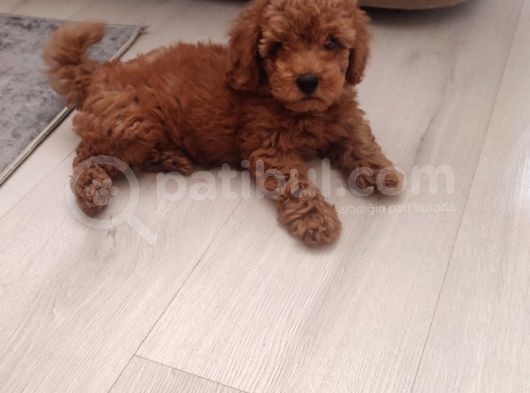 Secereli Red Brown Kore Poodle Yavruları görsel