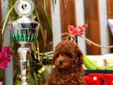 Mi̇ni̇ Toy Poodle Yavrular