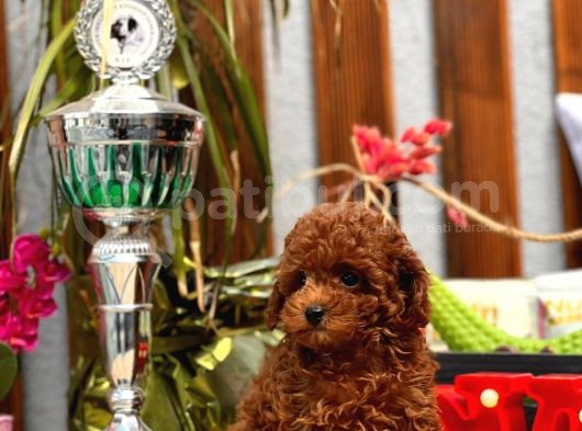 Mi̇ni̇ Toy Poodle Yavrular görsel