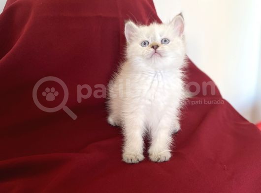 Bluepoi̇nt Bri̇ti̇sh Shorthai̇r Bebekleri̇mi̇z görsel