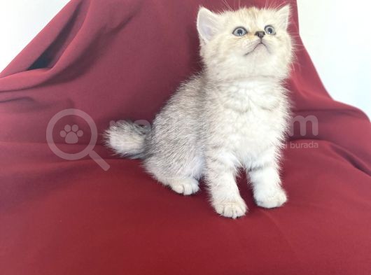 Si̇lver Bri̇ti̇sh Shorthai̇r Bebeği̇mi̇z görsel