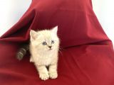 Orji̇nal Poi̇nt Bri̇ti̇sh Shorthai̇r Bebeği̇mi̇z