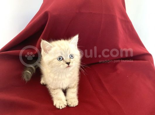 Orji̇nal Poi̇nt Bri̇ti̇sh Shorthai̇r Bebeği̇mi̇z görsel