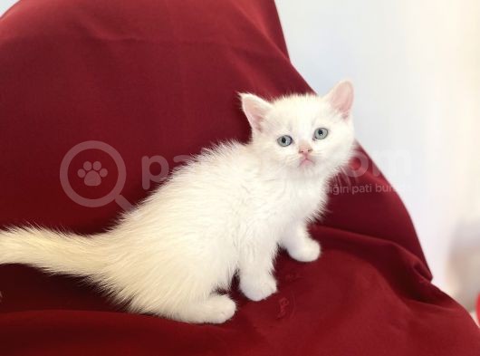 Bri̇ti̇sh Shorthai̇r Bebekleri̇mi̇z Gelmi̇şti̇r görsel