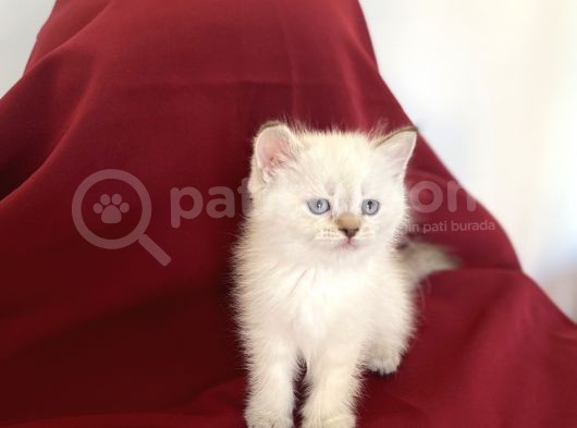 Bluepoi̇nt Bri̇ti̇sh Shorthai̇r Bebekleri̇mi̇z görsel