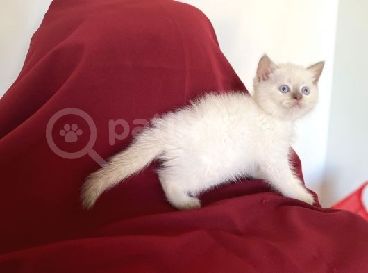 Bluepoi̇nt Bri̇ti̇sh Shorthai̇r Bebekleri̇mi̇z görsel