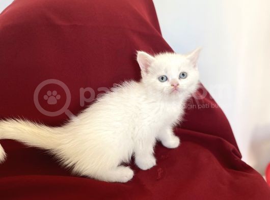 Bri̇ti̇sh Shorthai̇r Bebekleri̇mi̇z Gelmi̇şti̇r görsel