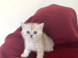 Si̇lver Bri̇ti̇sh Shorthai̇r Bebeği̇mi̇z