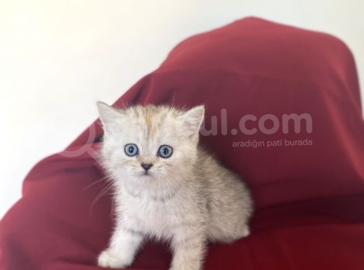 Si̇lver Bri̇ti̇sh Shorthai̇r Bebeği̇mi̇z görsel