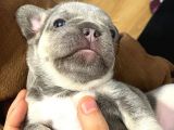 French Bulldog Blue Anatomi̇ Hari̇kasi̇ Yavrular