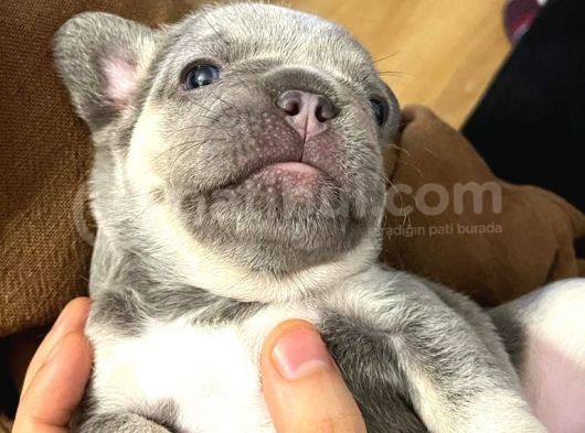 French Bulldog Blue Anatomi̇ Hari̇kasi̇ Yavrular görsel