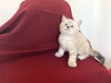 Orji̇nal Poi̇nt Bri̇ti̇sh Shorthai̇r Bebeği̇mi̇z