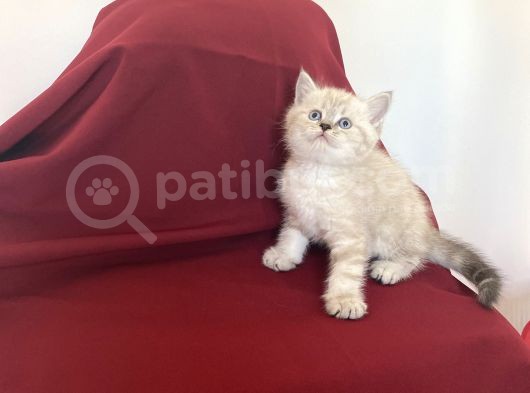 Orji̇nal Poi̇nt Bri̇ti̇sh Shorthai̇r Bebeği̇mi̇z görsel