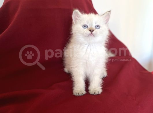 Bluepoi̇nt Bri̇ti̇sh Shorthai̇r Bebekleri̇mi̇z görsel