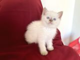 Bluepoi̇nt Bri̇ti̇sh Shorthai̇r Bebekleri̇mi̇z
