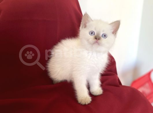 Bluepoi̇nt Bri̇ti̇sh Shorthai̇r Bebekleri̇mi̇z görsel