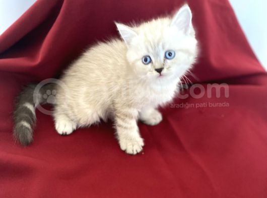 Orji̇nal Poi̇nt Bri̇ti̇sh Shorthai̇r Bebeği̇mi̇z görsel