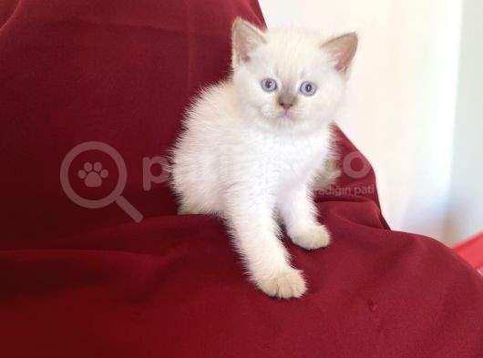Bluepoi̇nt Bri̇ti̇sh Shorthai̇r Bebekleri̇mi̇z