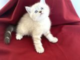 ORJİNAL POİNT BRİTİSH SHORTHAİR BEBEĞİMİZ