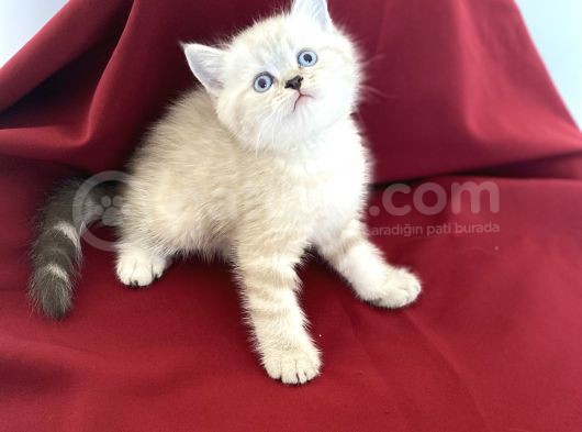 Orji̇nal Poi̇nt Bri̇ti̇sh Shorthai̇r Bebeği̇mi̇z