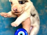 A Kalite Border Collie  Yavrular