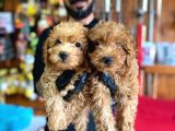 A Scr Muhteşem Toy Poodle  Yavrularimiz