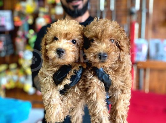A Scr Muhteşem Toy Poodle  Yavrularimiz görsel