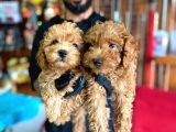 A Scr Muhteşem Toy Poodle  Yavrularimiz