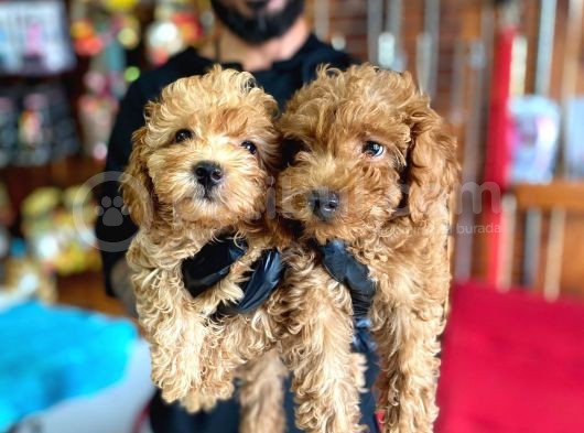 A Scr Muhteşem Toy Poodle  Yavrularimiz görsel