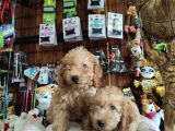A Scr Muhteşem Toy Poodle  Yavrularimiz