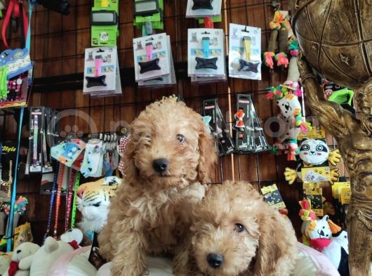 A Scr Muhteşem Toy Poodle  Yavrularimiz görsel