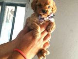 TOOY POODLE YAVRUMUZ 