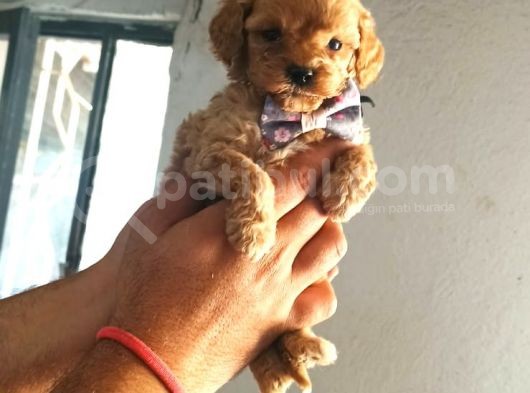 Tooy Poodle Yavrumuz 